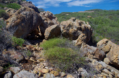 Platysace compressa