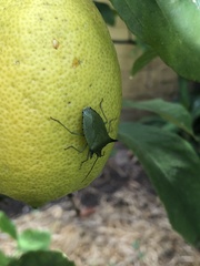 Biprorulus bibax