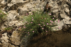 Dianthus caucaseus
