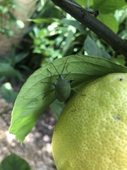 Biprorulus bibax