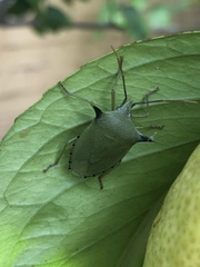 Biprorulus bibax