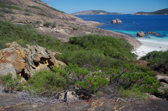 Platysace compressa