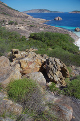 Platysace compressa