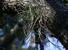 Tillandsia baileyi