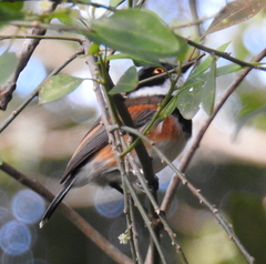 Batis capensis capensis
