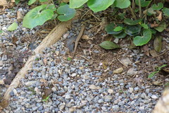 Plestiodon japonicus