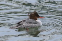 Mergus merganser