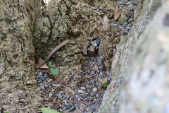 Plestiodon japonicus