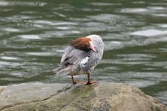 Mergus merganser