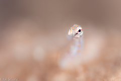 Corythoichthys schultzi