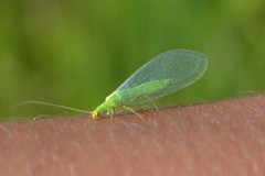 Pseudomallada flavifrons