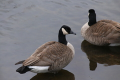 Branta canadensis