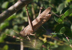 Schistocerca impleta