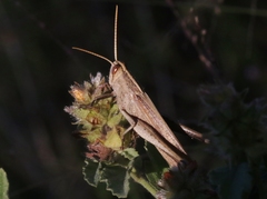 Schistocerca impleta