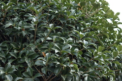 Osmanthus fortunei