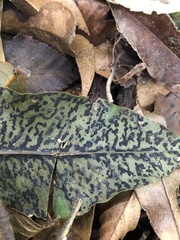Pilocarpaceae