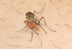 Aedes thelcter