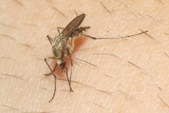 Aedes thelcter