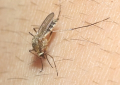 Aedes thelcter