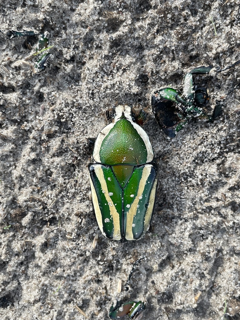 Giant Emerald Fruit Chafer from Matlapaneng, NorthWest, BW on January