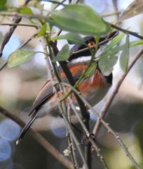 Batis capensis capensis