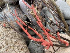 Leptogorgia chilensis