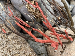 Leptogorgia chilensis