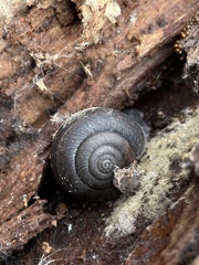 Helminthoglypta sanctaecrucis