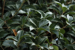 Osmanthus fortunei