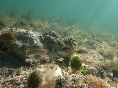 Penicillus dumetosus