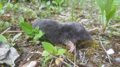 Talpa europaea