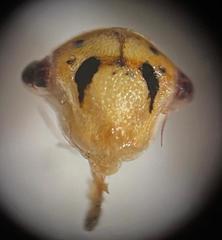 Oncopsis flavicollis