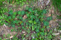 Lupinus affinis