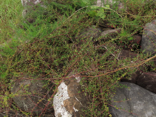 Image of Berchemia lineata by (c) chiuluan, some rights reserved (CC BY)