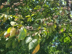 Pterocarpus macrocarpus