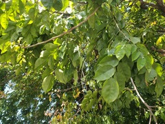 Pterocarpus macrocarpus