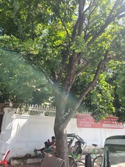 Pterocarpus macrocarpus