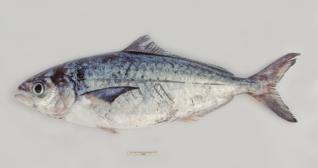 Blue bass (Seriolella punctata) — Centrolophidae