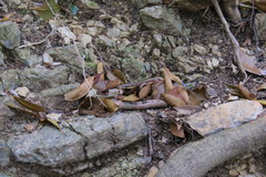 Plestiodon japonicus