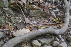 Plestiodon japonicus