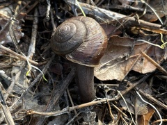 Helminthoglypta sanctaecrucis