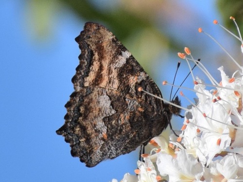 California Tortoiseshell photo 4