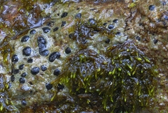 Rhizocarpon infernulum