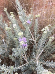 Dicrastylis lewellinii