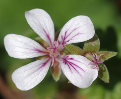 Pelargonium littorale