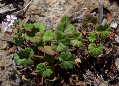 Pelargonium littorale