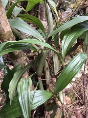 Coelogyninae