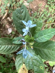 Ecbolium ligustrinum