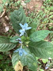 Ecbolium ligustrinum