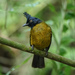 Black-crested Bulbul - Photo (c) Rejoice Gassah, some rights reserved (CC BY), uploaded by Rejoice Gassah